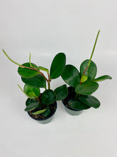 Load image into Gallery viewer, Peperomia Obtusifolia 4"
