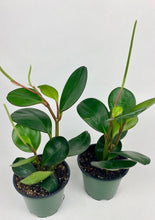 Load image into Gallery viewer, Peperomia Obtusifolia 4"
