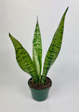 Load image into Gallery viewer, Snake Plant 4"
