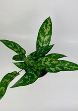 Load image into Gallery viewer, Aglaonema Maria 6"
