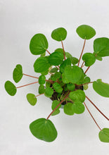 Load image into Gallery viewer, Peperomia Rana Verde 4"
