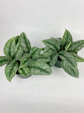Load image into Gallery viewer, Scindapsus Exotica 6"
