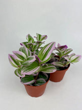 Load image into Gallery viewer, Tradescantia Nanouk 4"
