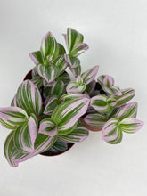 Load image into Gallery viewer, Tradescantia Nanouk 4"
