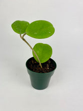 Load image into Gallery viewer, Hoya Obovata
