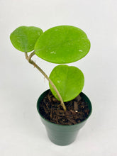 Load image into Gallery viewer, Hoya Obovata
