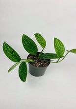Load image into Gallery viewer, Monstera Peru 6"
