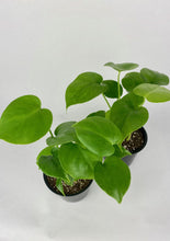 Load image into Gallery viewer, Monstera Deliciosa 4"

