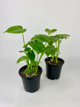 Load image into Gallery viewer, Monstera Deliciosa 4"
