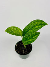 Load image into Gallery viewer, Monstera Peru 4"
