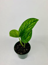 Load image into Gallery viewer, Monstera Peru 4"
