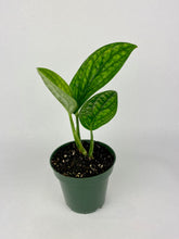 Load image into Gallery viewer, Monstera Peru 4"
