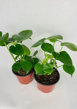 Load image into Gallery viewer, Monstera Deliciosa 6"
