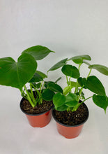 Load image into Gallery viewer, Monstera Deliciosa 6"
