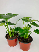 Load image into Gallery viewer, Monstera Deliciosa 6"

