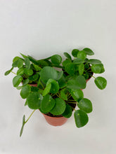 Load image into Gallery viewer, Chinese Money Plant 4"
