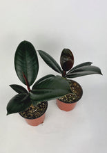 Load image into Gallery viewer, Burgundy Rubber Plant 4"
