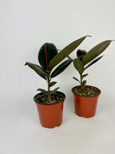 Load image into Gallery viewer, Burgundy Rubber Plant 4"
