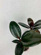 Load image into Gallery viewer, Burgundy Rubber Plant 4"
