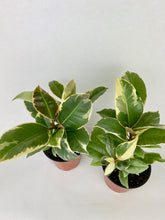 Load image into Gallery viewer, Ficus Tineke 4"
