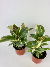 Load image into Gallery viewer, Ficus Tineke 4"

