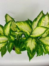 Load image into Gallery viewer, Camille Dieffenbachia 6"
