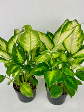 Load image into Gallery viewer, Camille Dieffenbachia 6"
