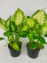 Load image into Gallery viewer, Camille Dieffenbachia 6"
