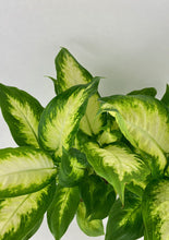 Load image into Gallery viewer, Camille Dieffenbachia 6"
