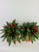 Load image into Gallery viewer, Peperomia Rosso 4"
