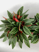 Load image into Gallery viewer, Peperomia Rosso 4"
