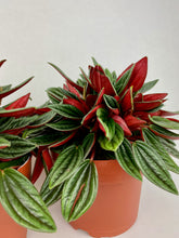 Load image into Gallery viewer, Peperomia Rosso 4"
