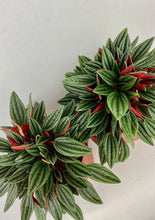 Load image into Gallery viewer, Peperomia Rosso 4"
