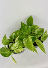 Load image into Gallery viewer, Marble Queen Pothos 4''
