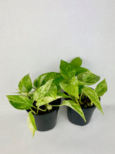Load image into Gallery viewer, Marble Queen Pothos 4''

