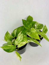 Load image into Gallery viewer, Marble Queen Pothos 4''
