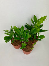 Load image into Gallery viewer, ZZ Plant 4"
