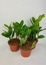 Load image into Gallery viewer, ZZ Plant 4"
