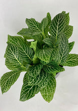 Load image into Gallery viewer, Fittonia Nerve Plant
