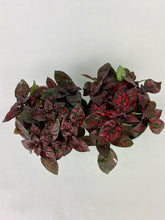 Load image into Gallery viewer, Red Polka Dot Plant
