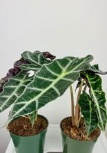 Load image into Gallery viewer, Alocasia Polly 4''
