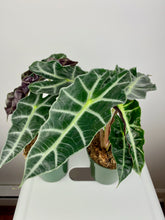 Load image into Gallery viewer, Alocasia Polly 4''
