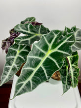 Load image into Gallery viewer, Alocasia Polly 4''
