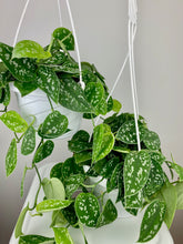Load image into Gallery viewer, Scindapsus Pictus Argyraeus 6'' Hanging
