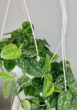 Load image into Gallery viewer, Scindapsus Pictus Argyraeus 6'' Hanging
