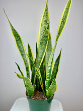 Load image into Gallery viewer, Snake Plant 6''
