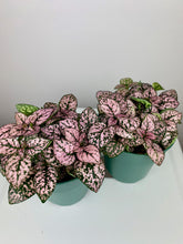 Load image into Gallery viewer, Pink Polka Dot Plant
