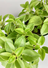Load image into Gallery viewer, Peperomia Pixie 4"
