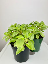 Load image into Gallery viewer, Peperomia Pixie 4"

