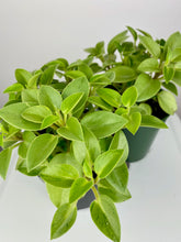 Load image into Gallery viewer, Peperomia Pixie 4"

